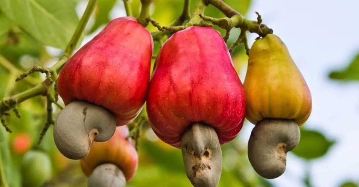 В чем разница алычи и сливы: основные отличия