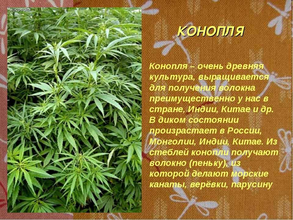 Можно ли курить мужские растения марихуаны - ru.socialcoral.com