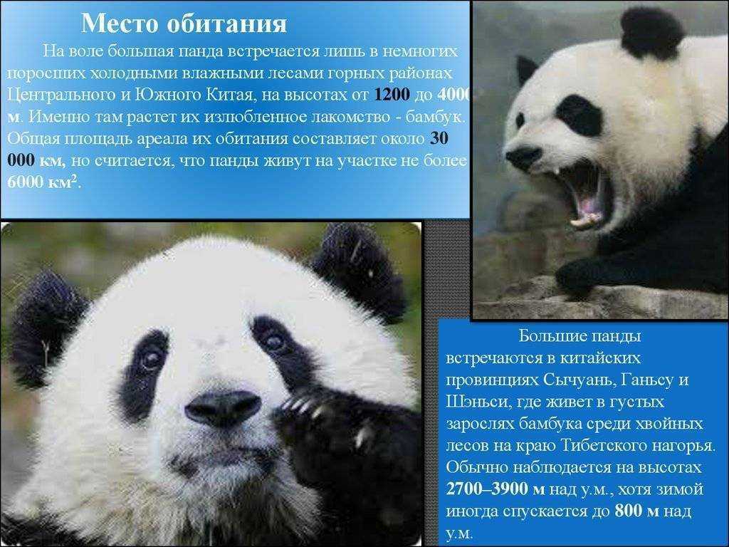 Коала, самое тупое млекопитающее? как глупость может быть полезной
