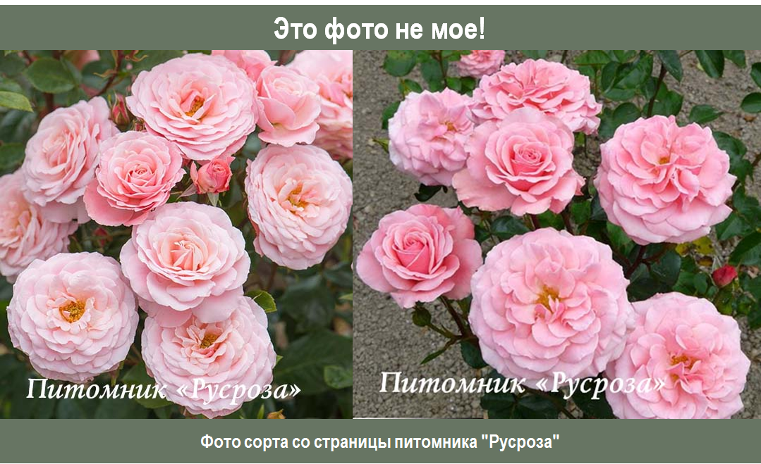 Розы со знаком качества adr. самые выносливые и надежные сорта.