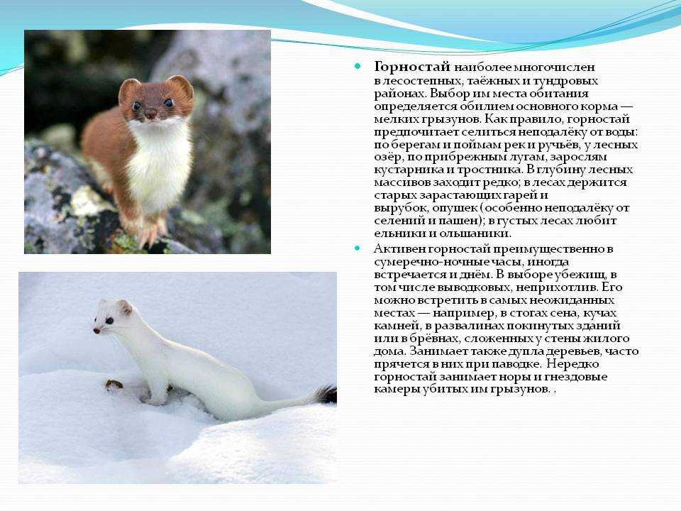 Байбак (степной сурок) – фото и описание животного, как выглядит и где обитает
