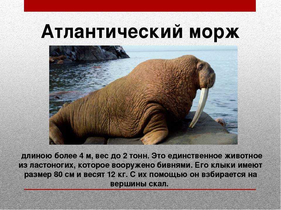 Животные арктики и антарктики - животный мир