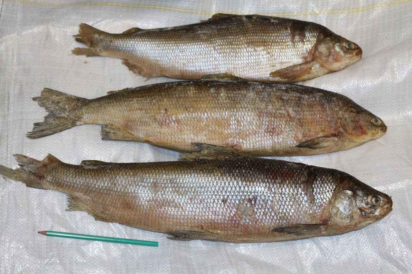 Муксун