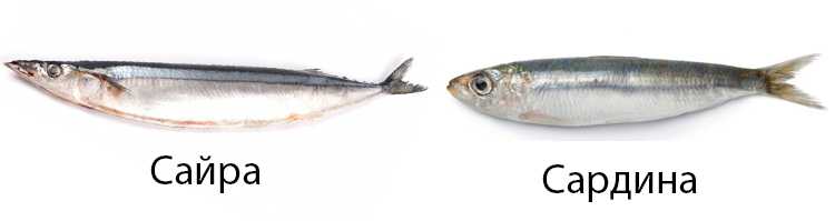 Сардина🐟 польза и вред, 9 свойств консервы для здоровья организма