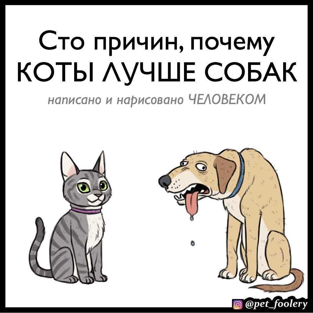 7 самых любопытных фактов о взаимоотношениях человека и кошки