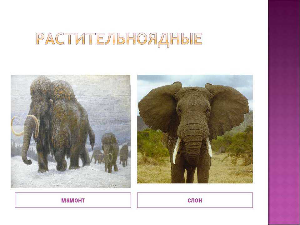 Разница между мамонтом и слоном.