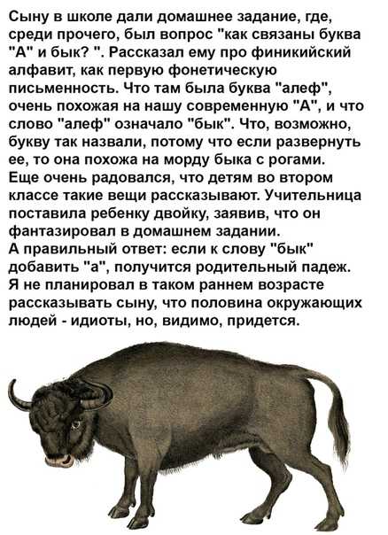 Бык против буйвола: в чем разница? - котики и собачки