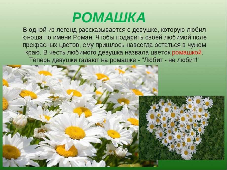 Приметы о количестве роз в букете
