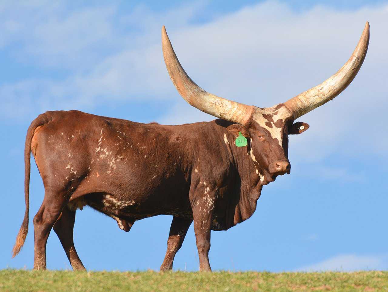 Буйвол это огромный бык, фото буйволов с большими рогами
