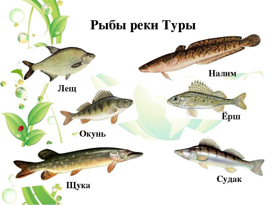 Чебак рыба (сибирская плотва)