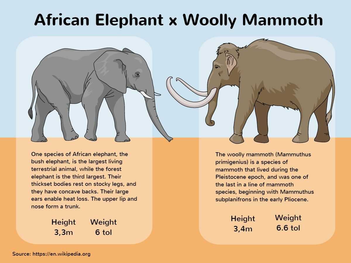 Виды слонов, их особенности, образ жизни и среда обитания
