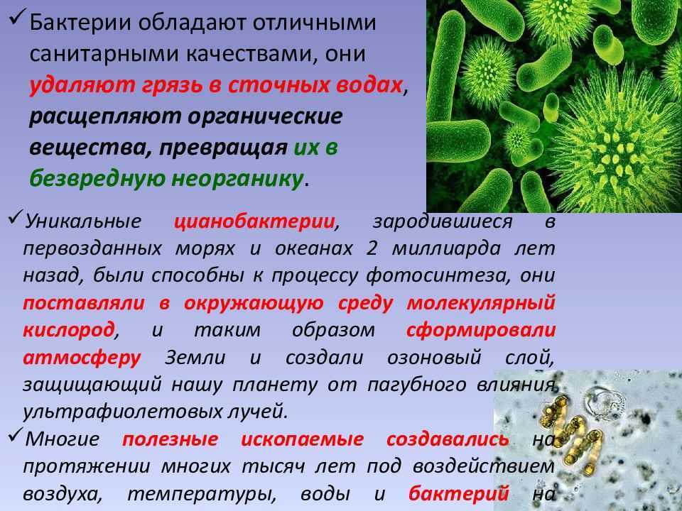 Царство бактерии | многообразие и систематика органического мира | теория | решутест. продвинутый тренажёр тестов