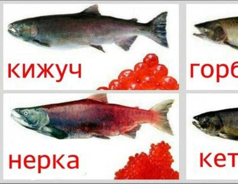 Что лучше голец или горбуша. секреты выбора и приготовления рыбы под названием голец