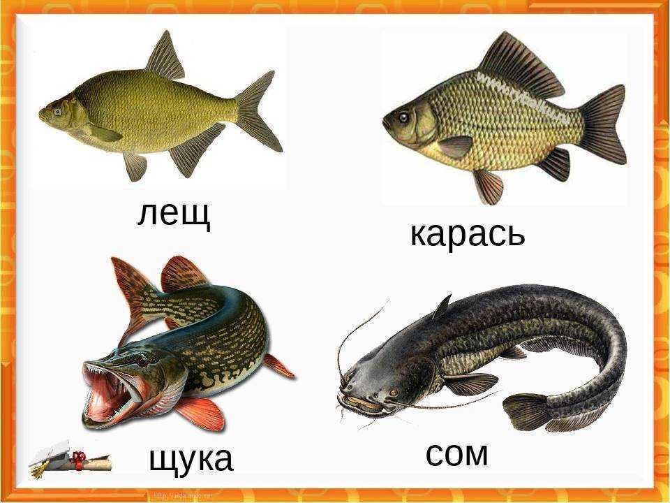 Чебак или плотва: тонкости ловли сибирской рыбы - читайте на