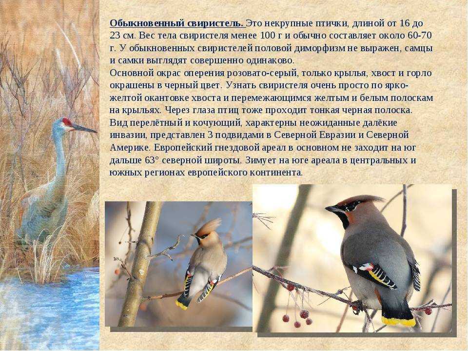 Семейство птиц отряда снегирей: особенности и классификация