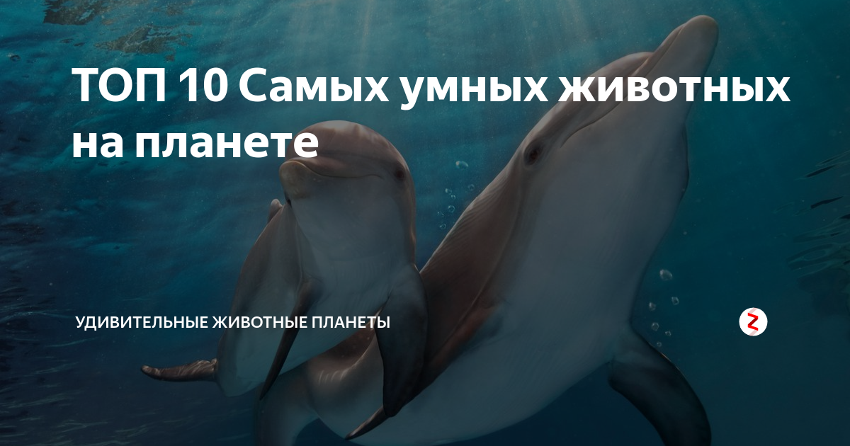 Уникальное плавание с дельфинами в санкт-петербурге: новые возможности в 2023 году