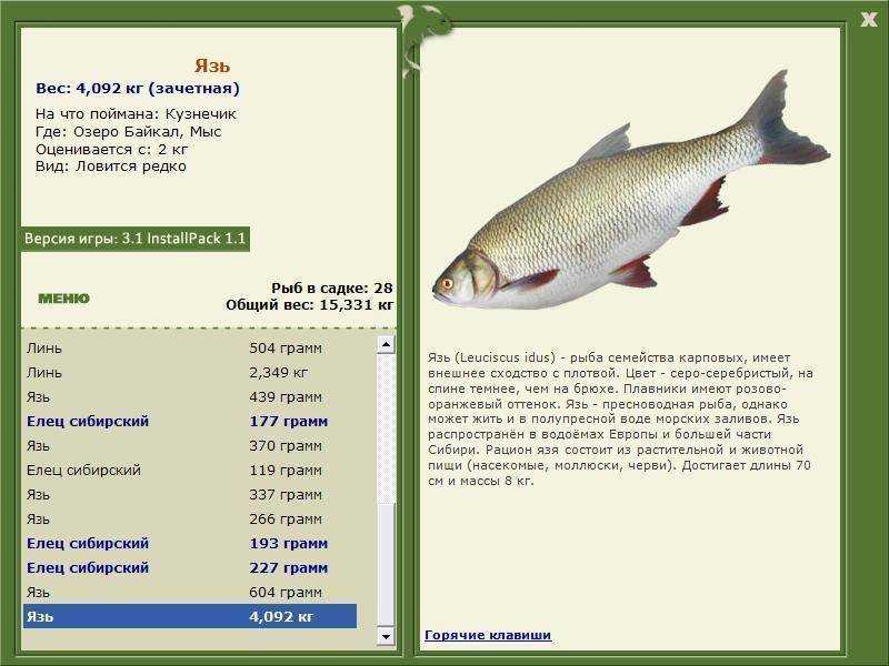 Отличие плотвы сороги и красноперки. использование в кулинарии. интересная информация о сорожке