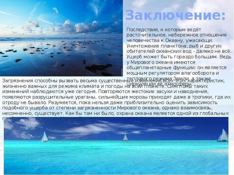 В царстве морских огурцов и органического снега: кто живет на дне океана и почему мы почти ничего о них не знаем