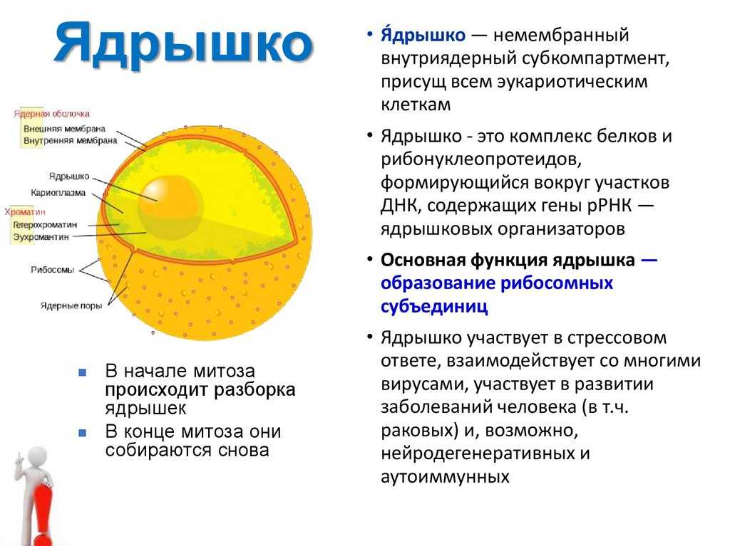 Клеточное ядро: особенности строения, функции ядра и значение для клетки > лаборатория фитоинвазий