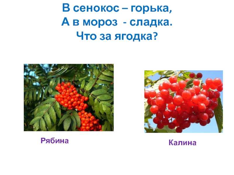 Чем полезна калина и рябина красная