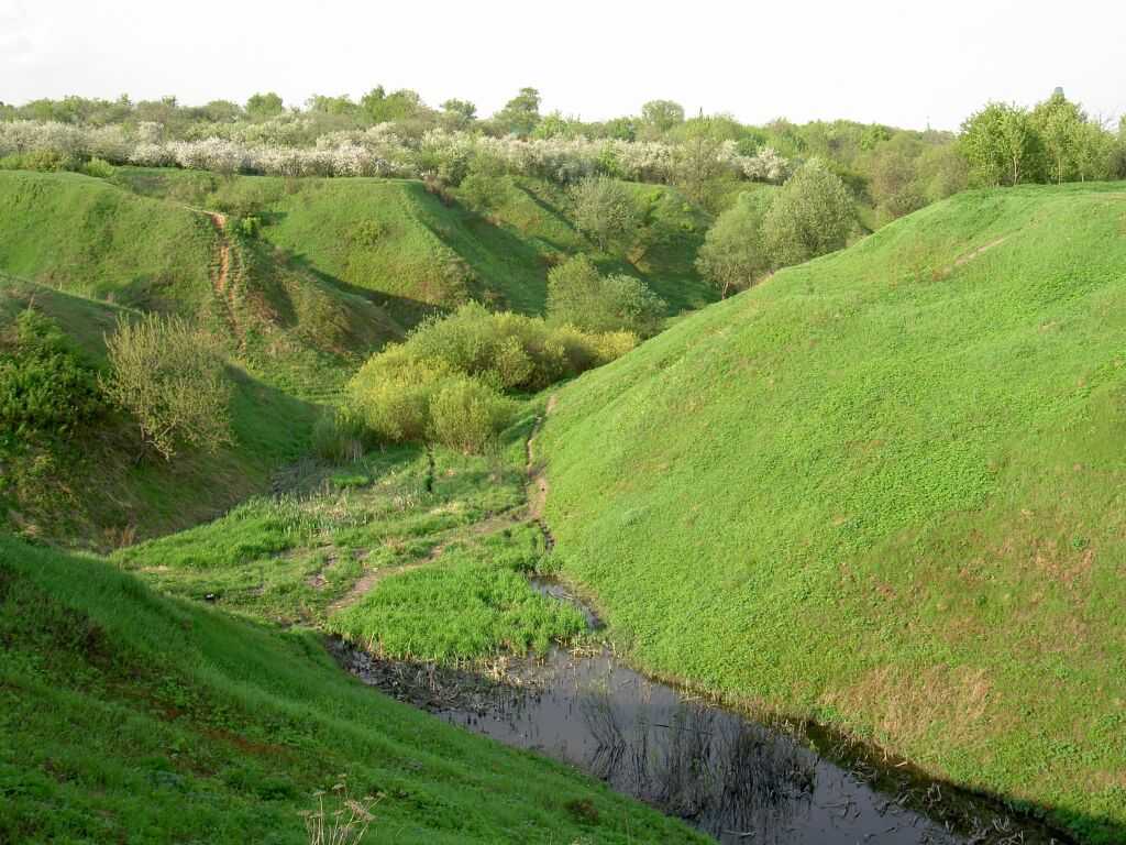 Зона степей - особенности климата, флоры, фауны