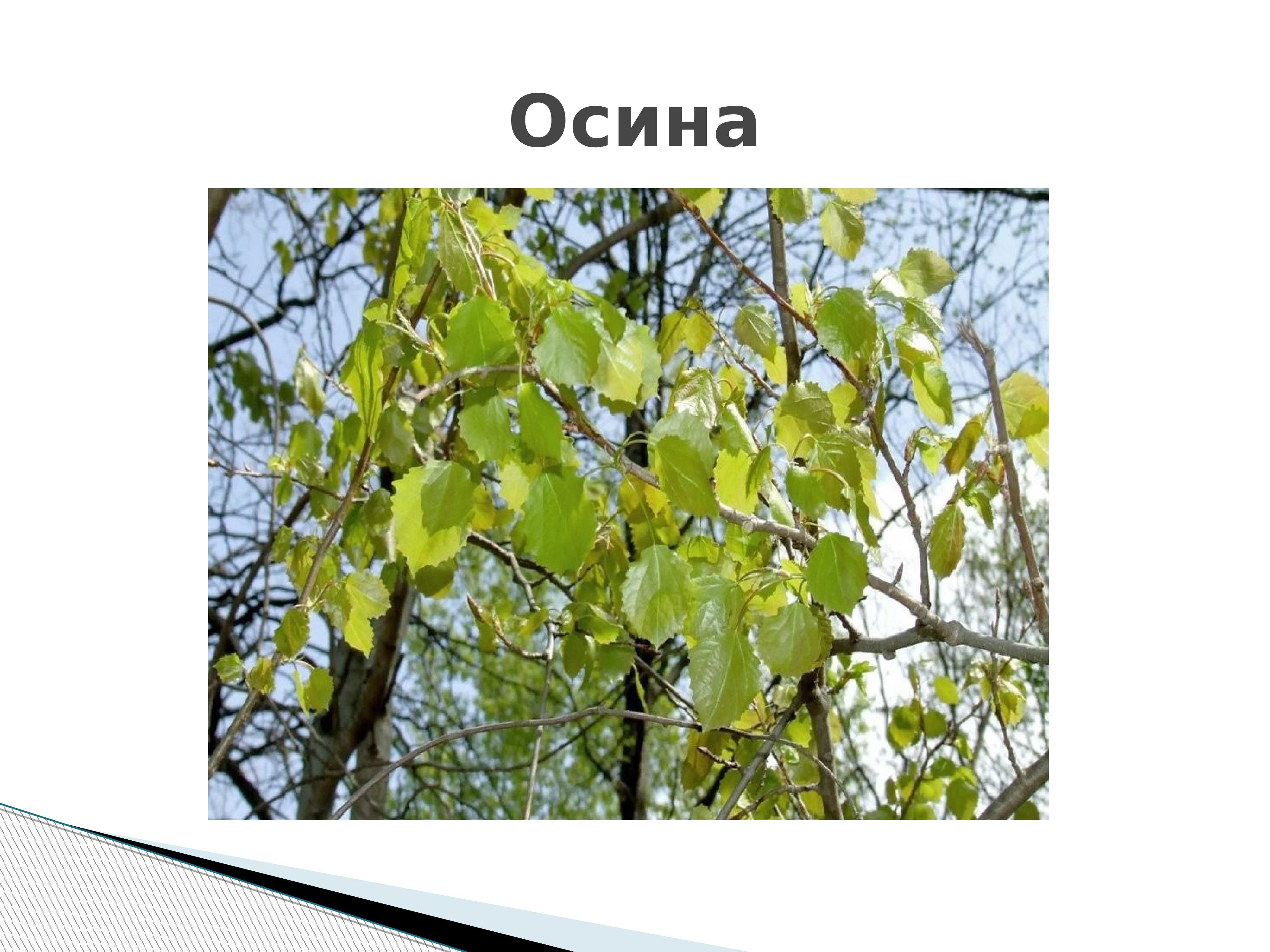Отличие тополя от осины фото
