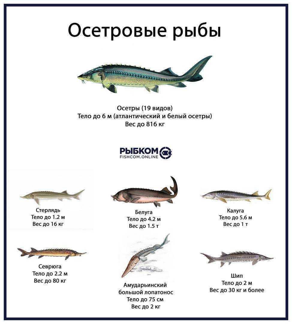 Чем отличается стерлядь от осетра