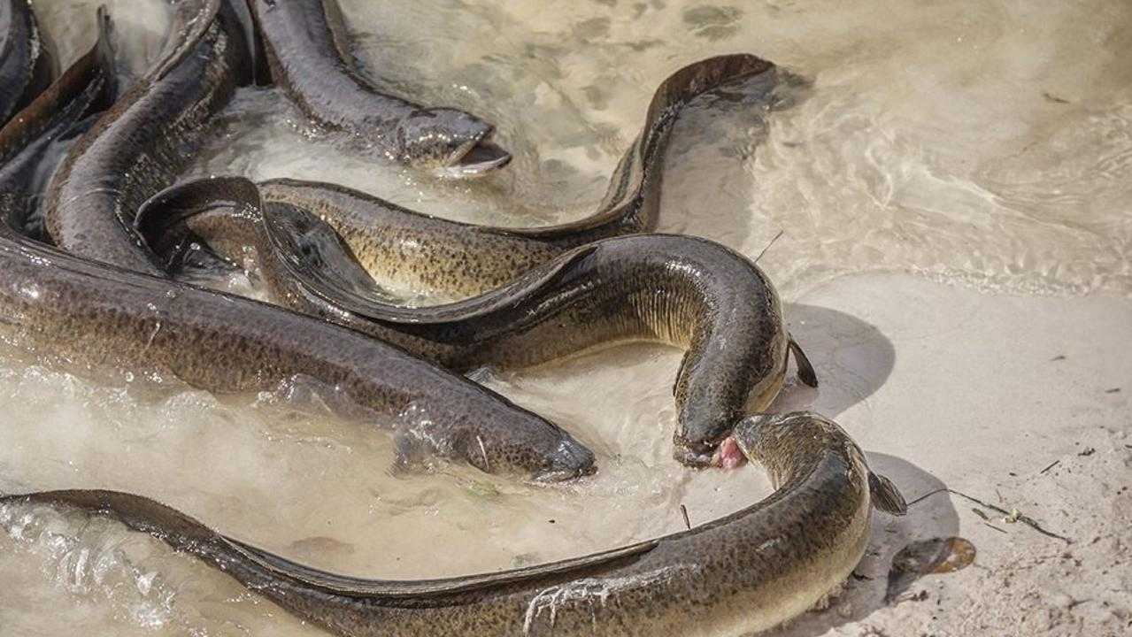 Угри - (сем. anguillidae, сем. muraenidae, сем. congridae, сем. nemichthyidae) [1982 вилер а. - определитель рыб морских и пресноводных вод северо - европейского бассейна]