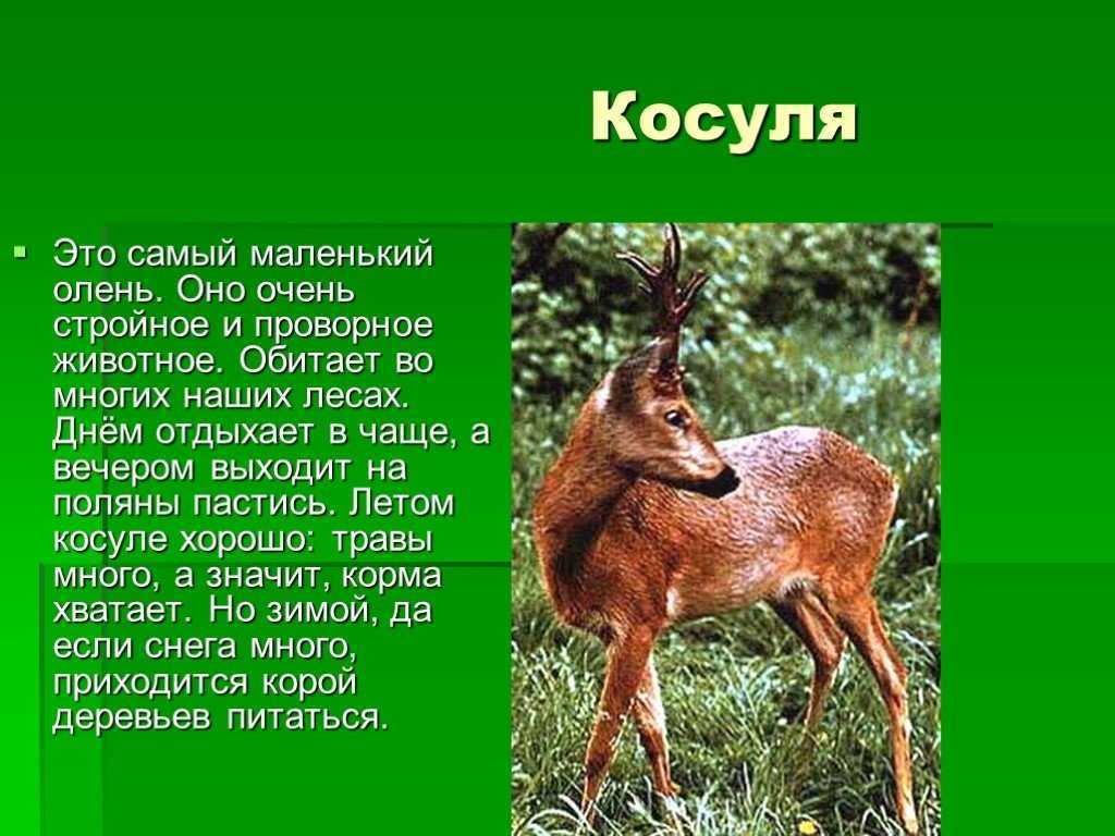 Северный олень