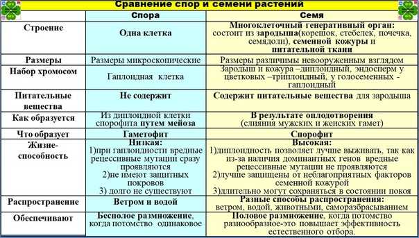 Споровые растения