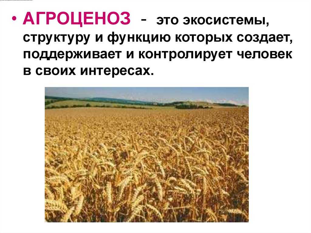 Агроценозы