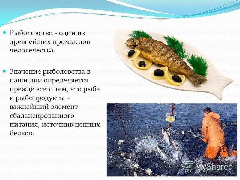 Основные районы рыболовства в мировом океане Shtampik.com