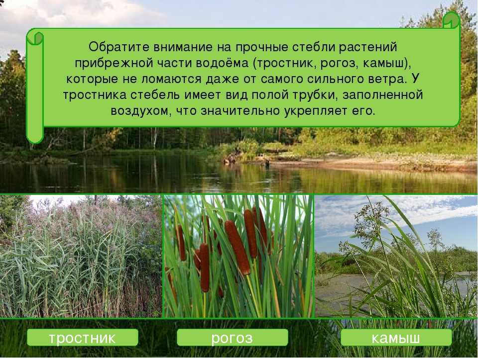 Отличия рогоза от камыша с фото