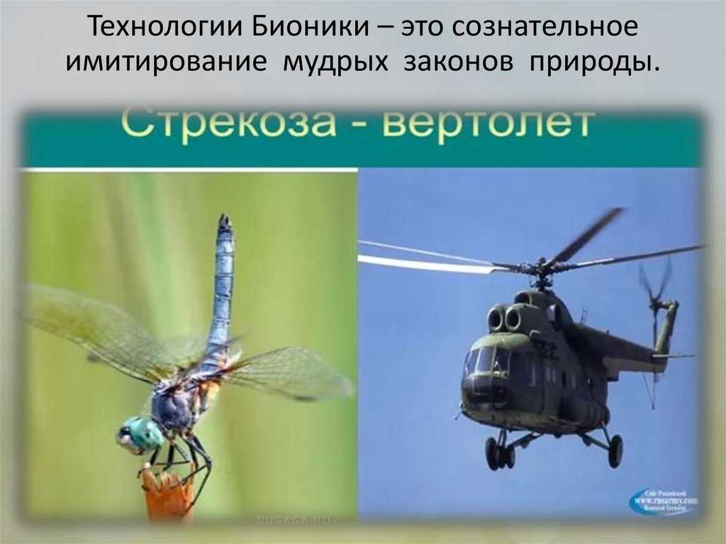 Почему животный мир настолько удивительный и многообразный: причины и факторы