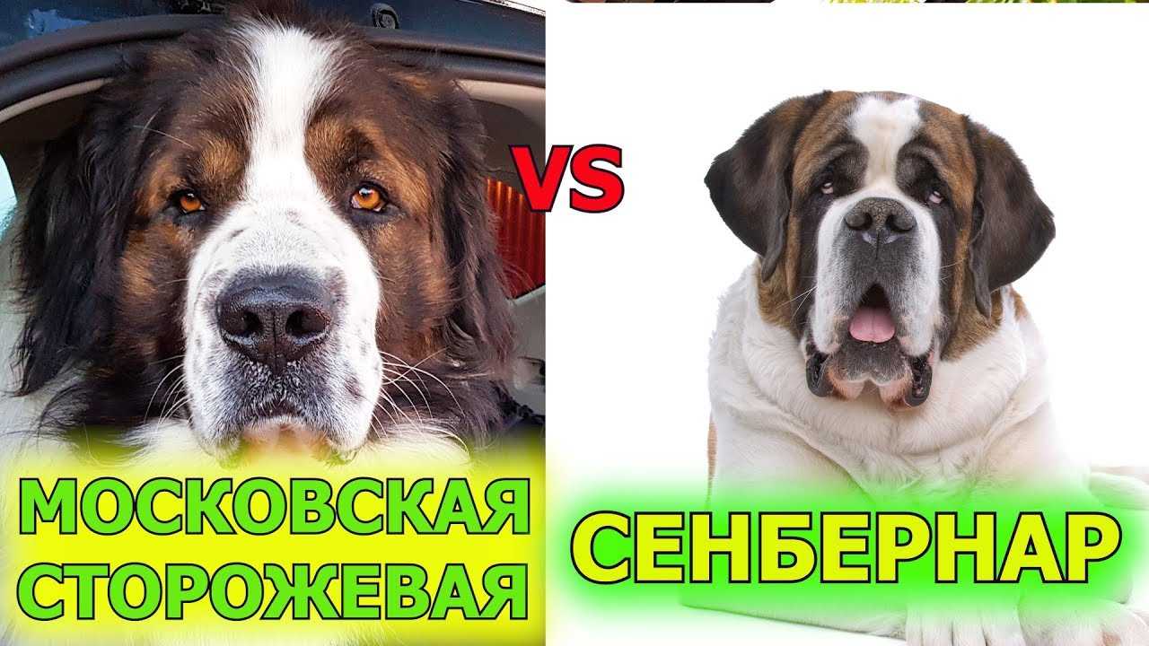 Что произойдет, если человек скрестится с собакой?