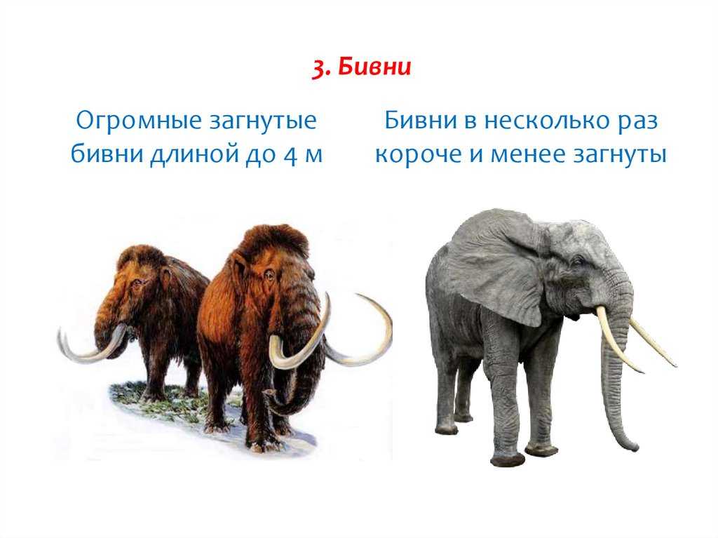 Givotinki.ru. виды слонов, их осбенности, образ жизни и среда обитания | givotinki.ru