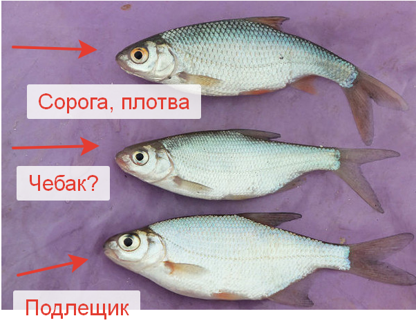 Сорога