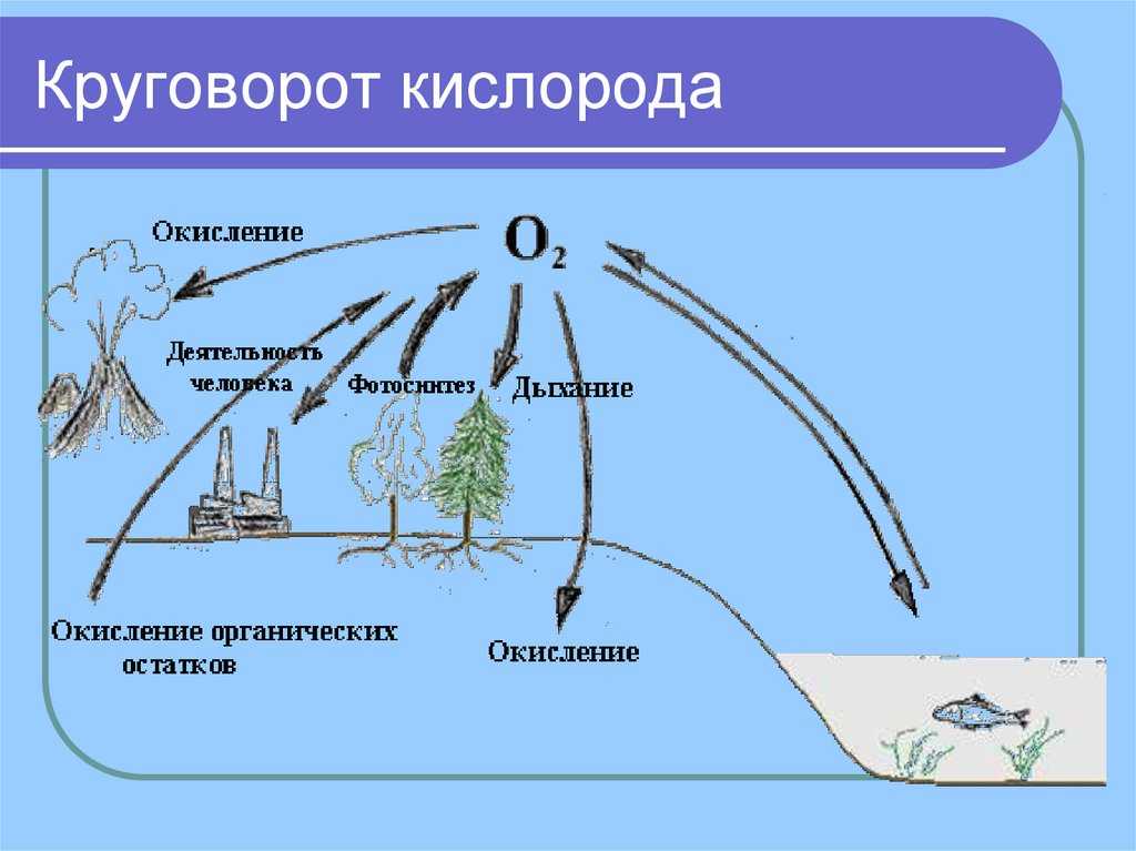 Интересные факты о кислороде