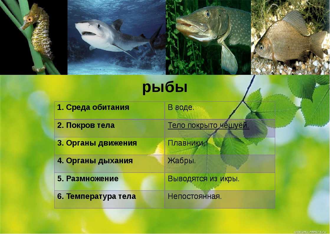 ✅ рыба язь, ее отличие от голавля и где она обитает. в чем отличие сороги от красноперки - elpaso-antibar.ru