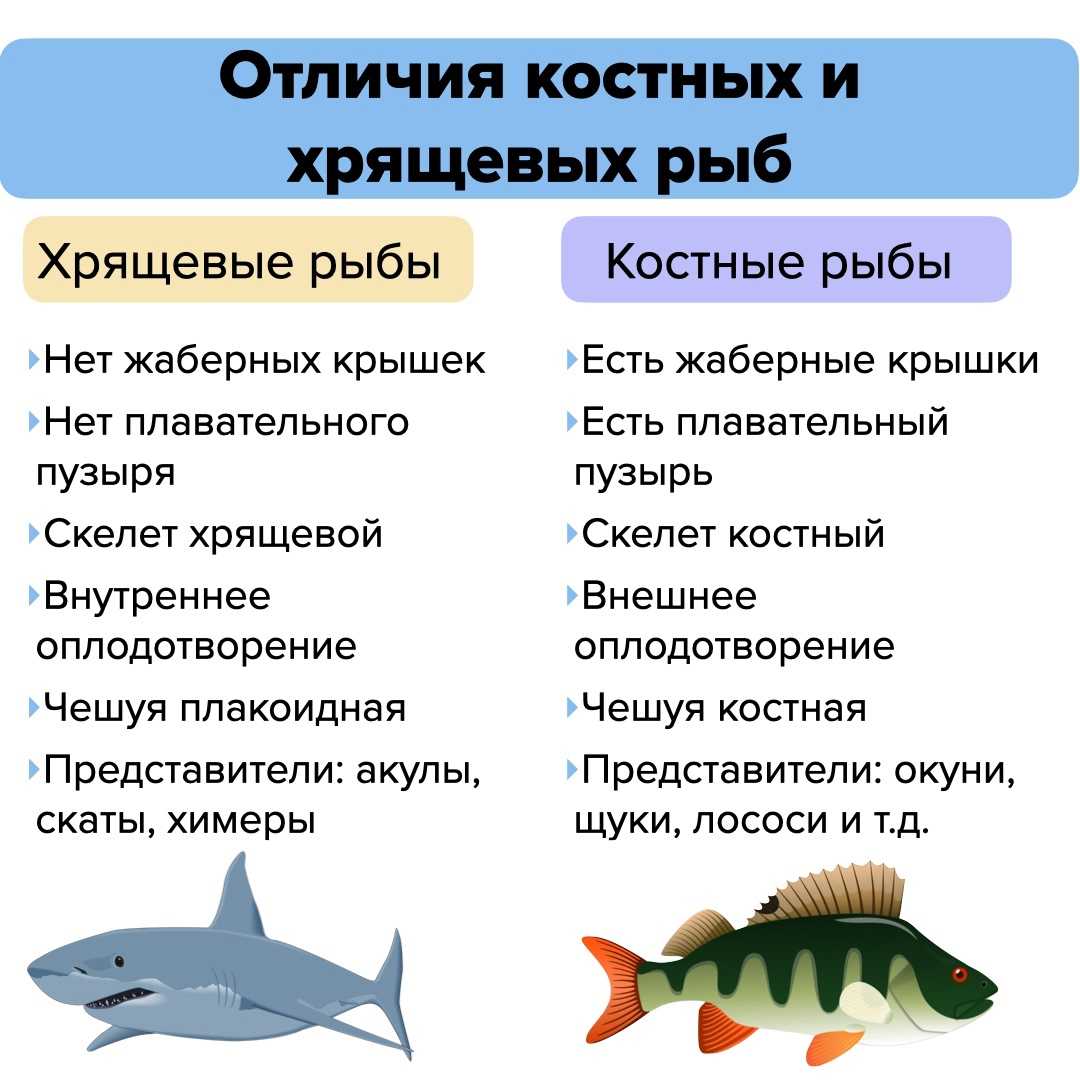 🚩 рыба тунец: где обитает, описание видов с фото