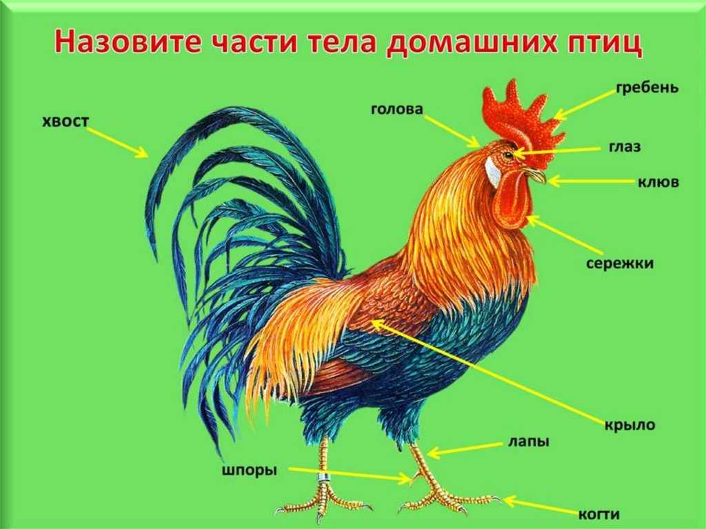 Отличие петуха от курицы: как определить в 3, 4, 5 и 6 месяцев по цыпленку