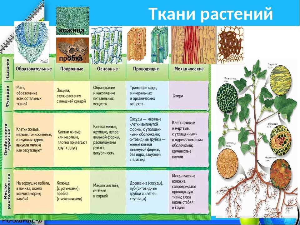Царство растения (строение вегетативных органов и тканей) | многообразие и систематика органического мира | теория | решутест. продвинутый тренажёр тестов