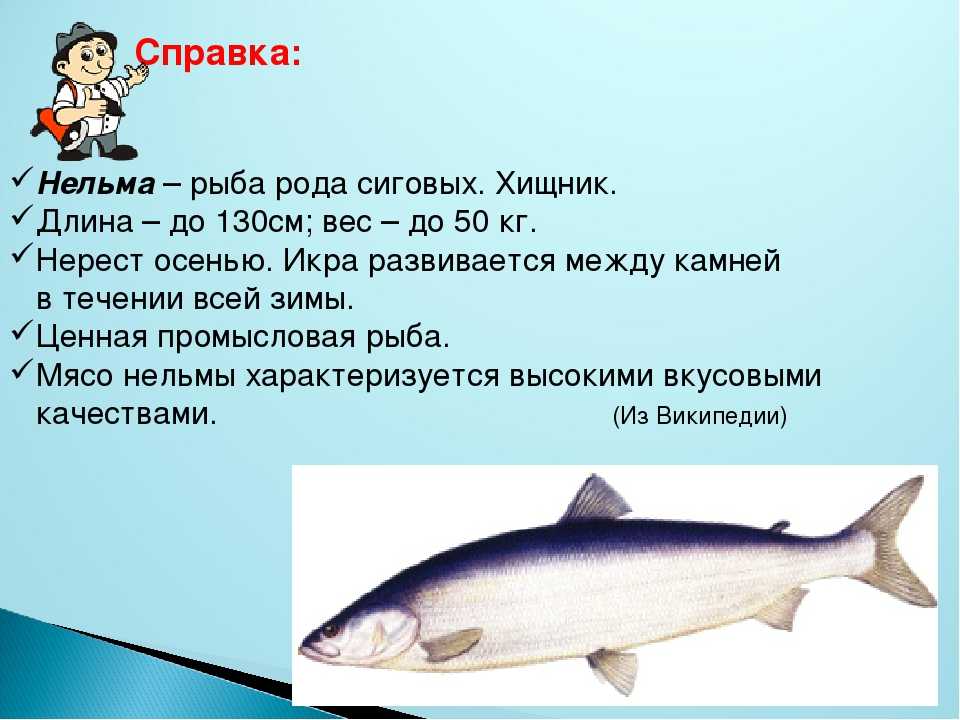 Претендент на место в красной книге рф – рыба муксун