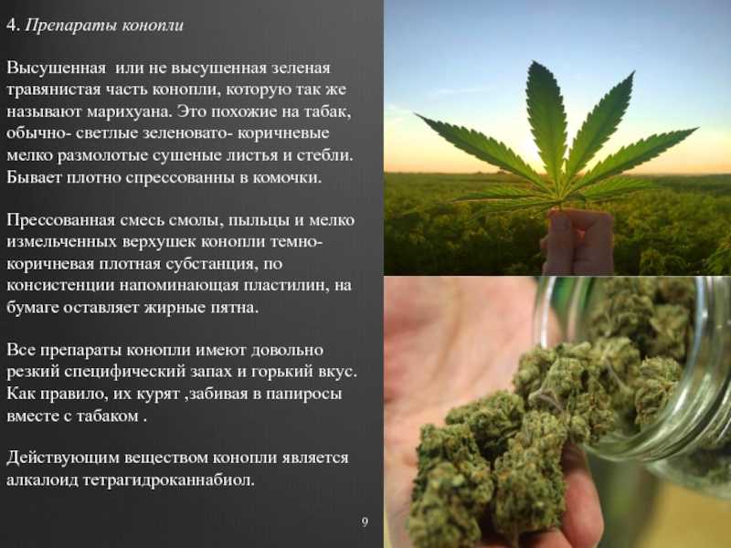 Ганджубас и марихуана: отличия и сходства