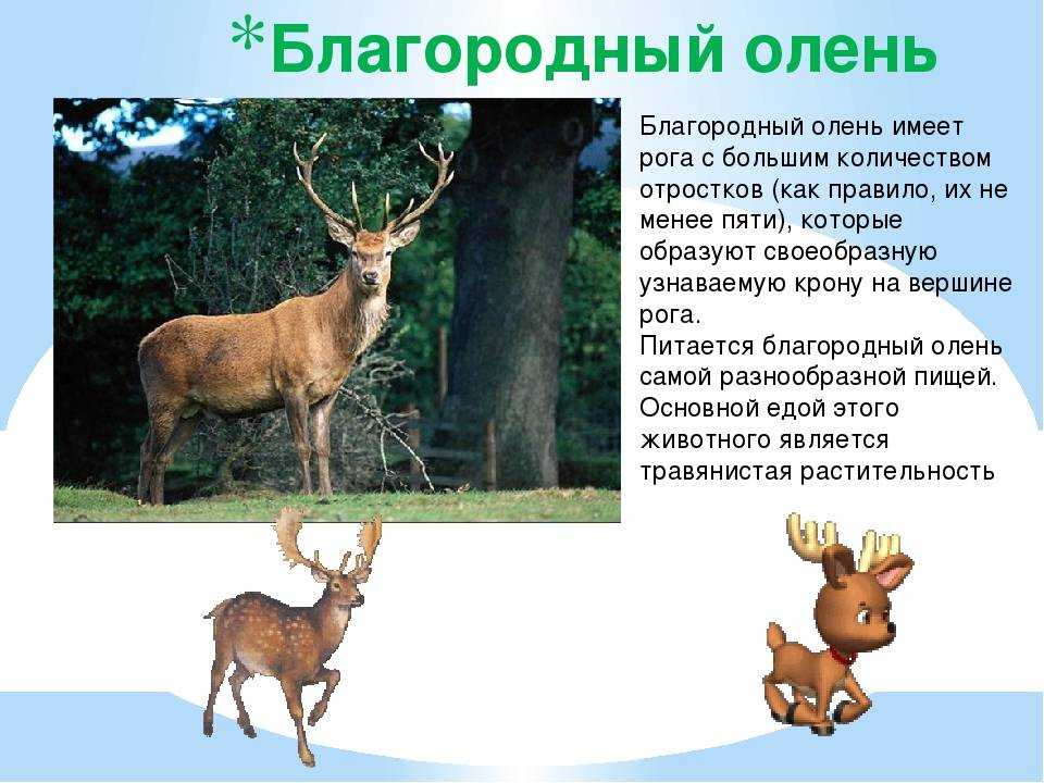 Марал животное. описание, образ жизни, панты марала