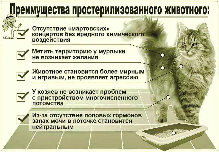 В подмосковье впервые проходит масштабная бесплатная стерилизация безнадзорных кошек