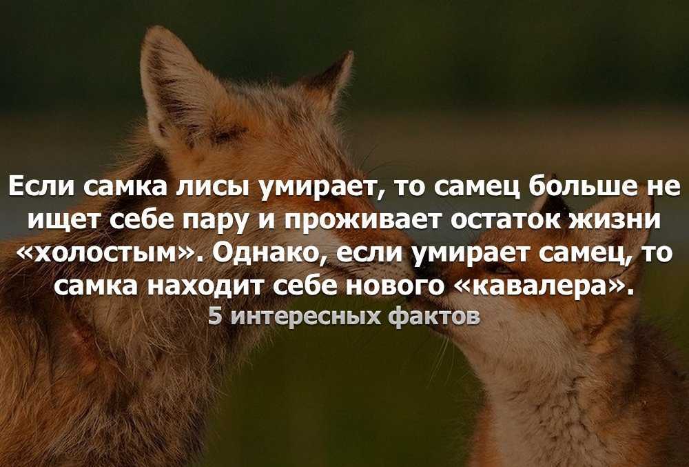 Интересные факты о песце: ареал обитания, повадки, разновидности | интересный сайт