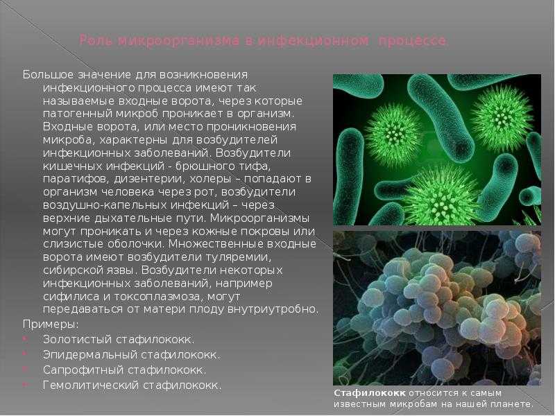 Положительные и вредоносные бактерии и их значение в природе, хозяйстве и жизни человека — краткое сообщение по биологии, 5 класс: польза, вред, описание, схемы, интересные факты — женские советы