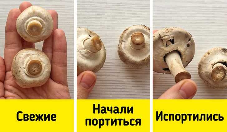 Как определить, что шампиньоны испортились и из нельзя есть: признаки, условия правильного хранения - onwomen.ru