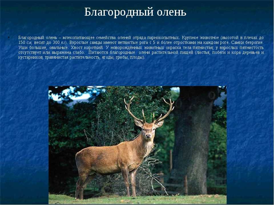 Олень: описание, виды, среда обитания, что едят, враги и образ жизни | планета животных